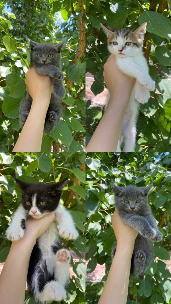 Маленькие котята страйты/ТАШКЕНТ