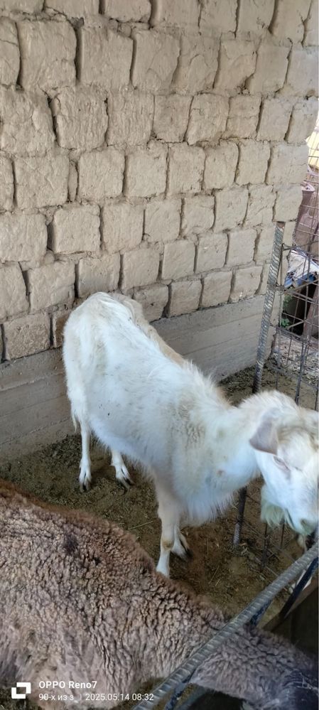 Ешкілер, лақтар сатылады
