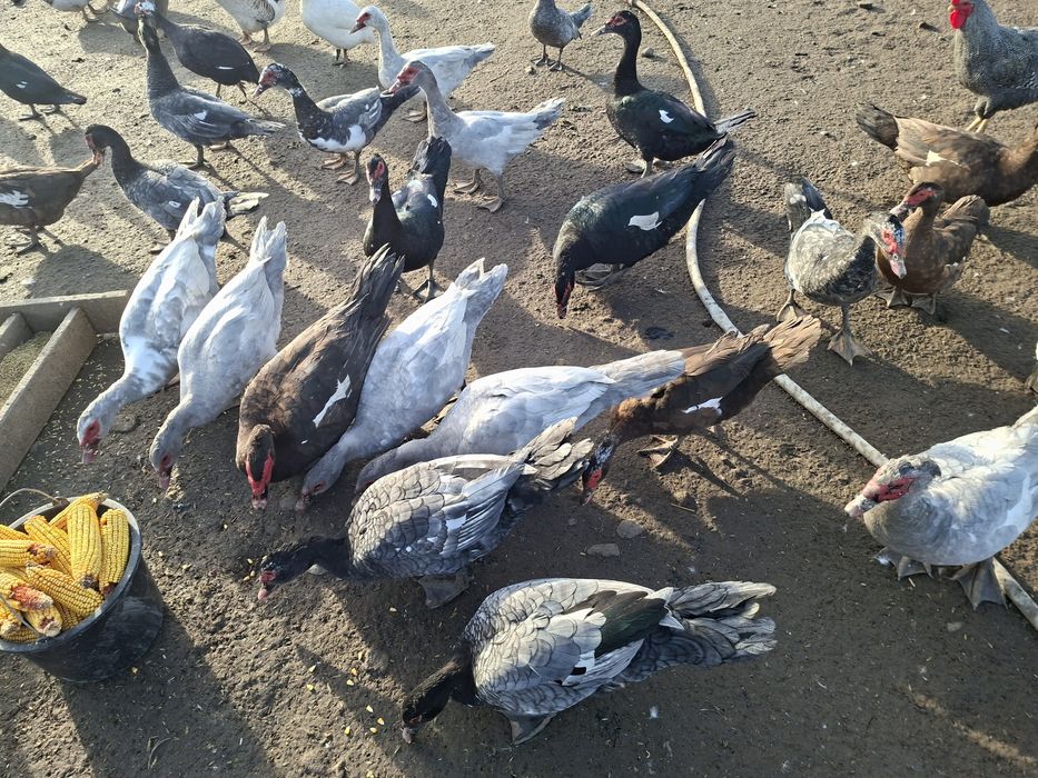 Vând  sau schimb rațe leșești.