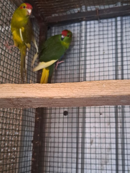 Papagali kakariki, perusi