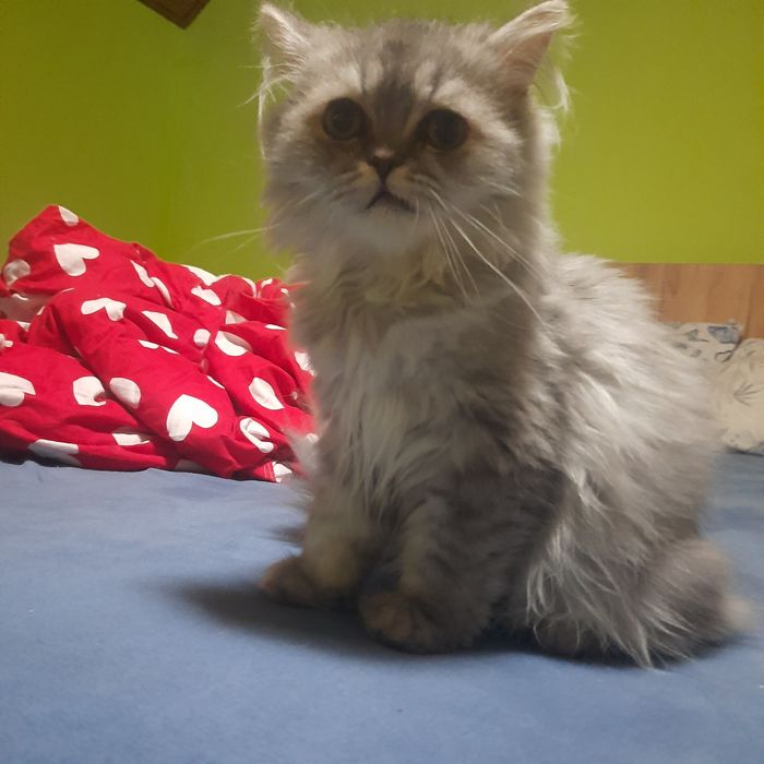 Pisicuta Persană cu pedigree