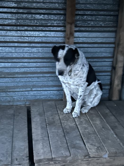 продам собаку парода тобет