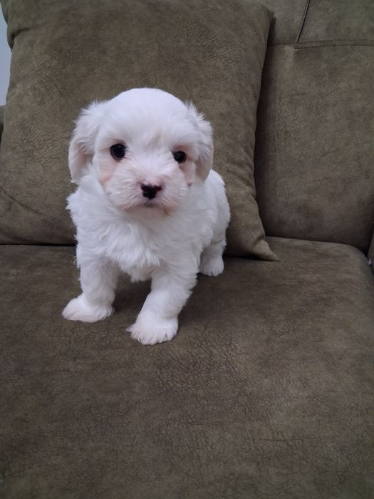 Bichon maltez mascul