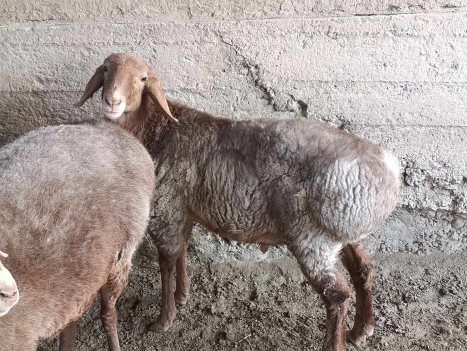 Арашан кучкор сотилади