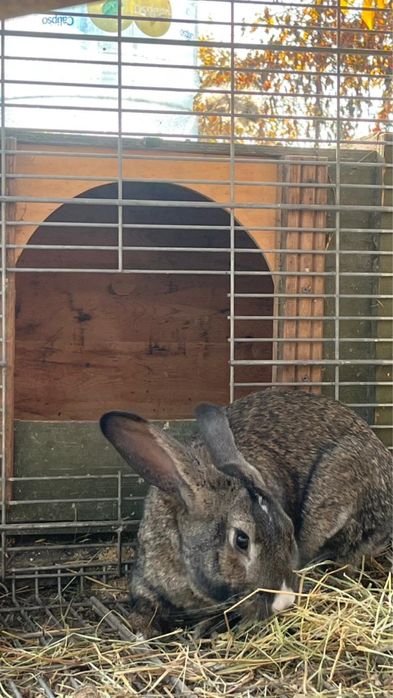 Продам кролика 10 месяцев