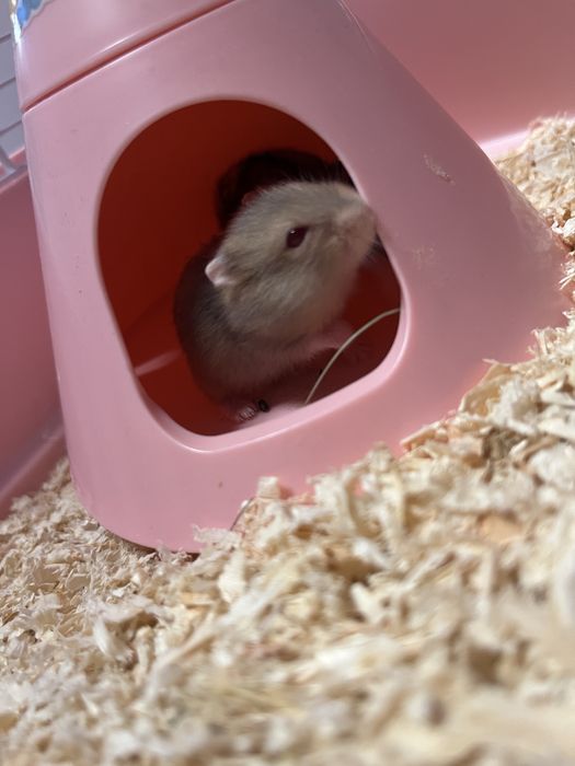 Hamster pitic de vanzare!