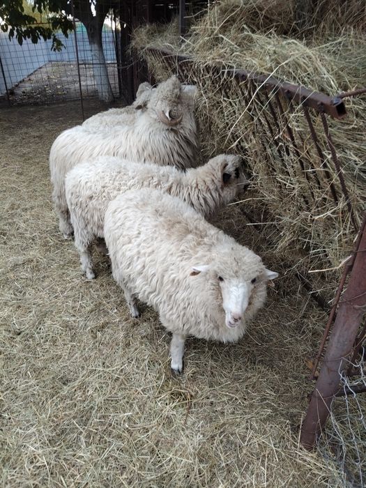 Vînd patru mieluțe de anul acesta