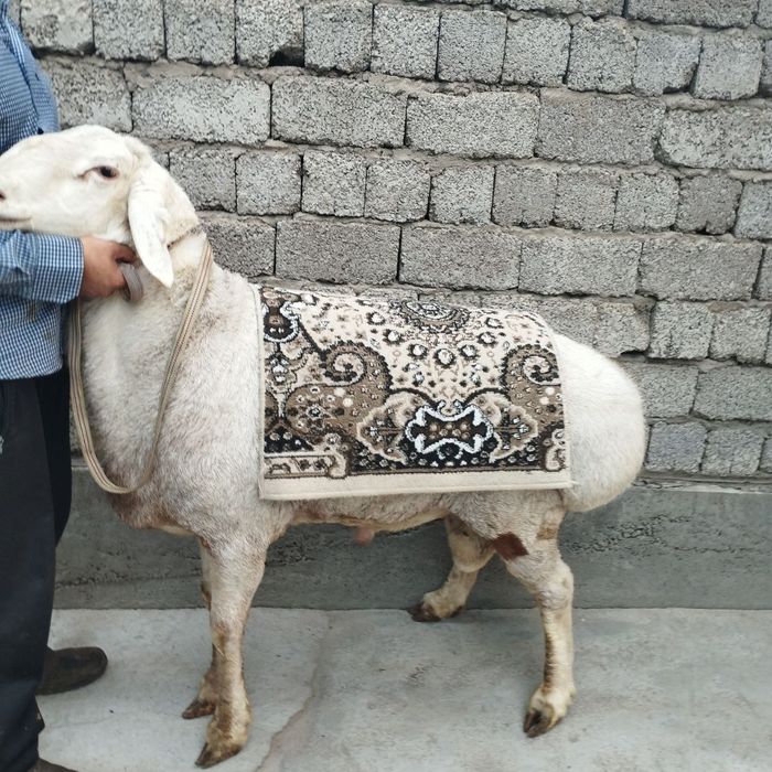 Qoʻchqorlar sotiladi kilogayam tirik vazngayam