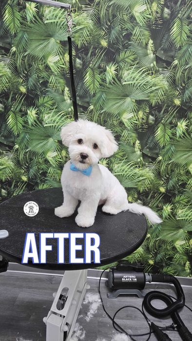 Frizerie canina și petshop