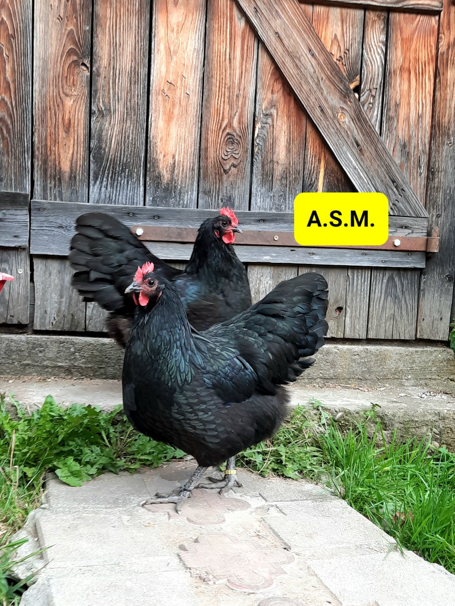 Pui Australorp Negru de 8 zile