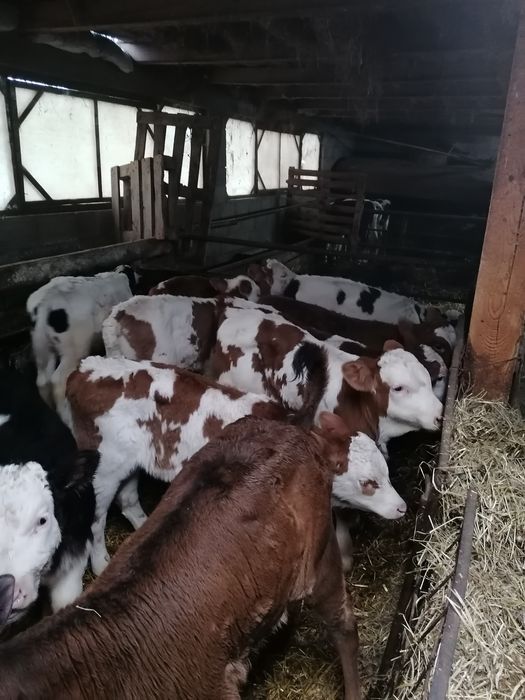 Vînd viței semi înțărcati 12 buc