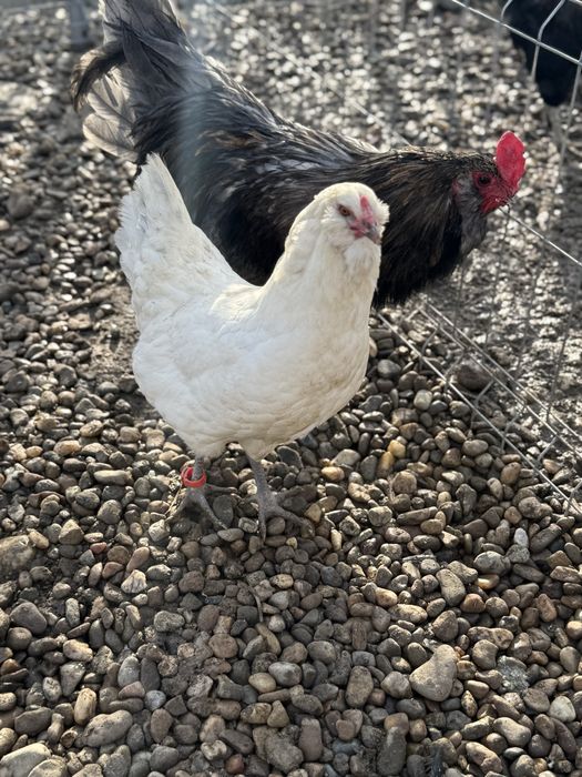 Vând ouă de incubat din difireti rase