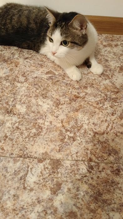 Отдам кошку в добрые руки