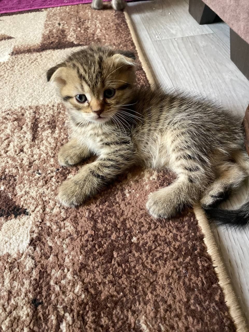 Продаются котята