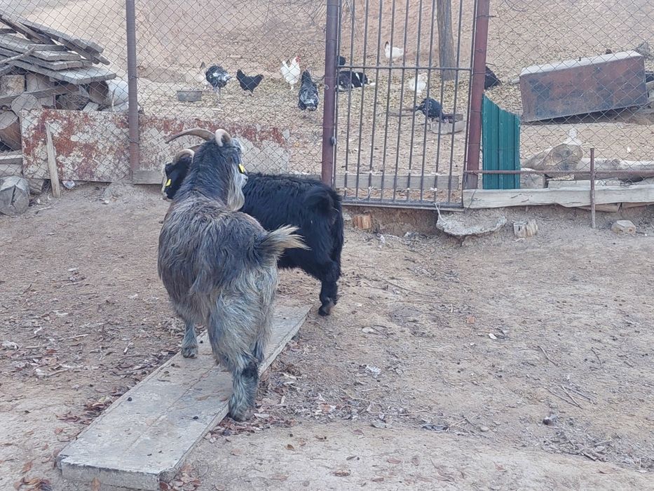 Семіз жем жеп тұрған бойдақ ешкілер сатылады