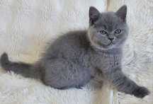 Baietel british shorthair.