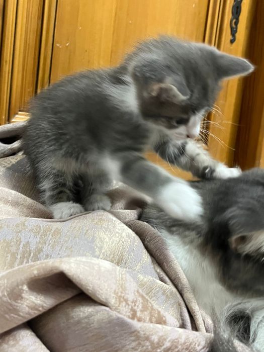 Отдам котенка в хорошие руки, котенку 2 месяца, мама домашняя кошка.