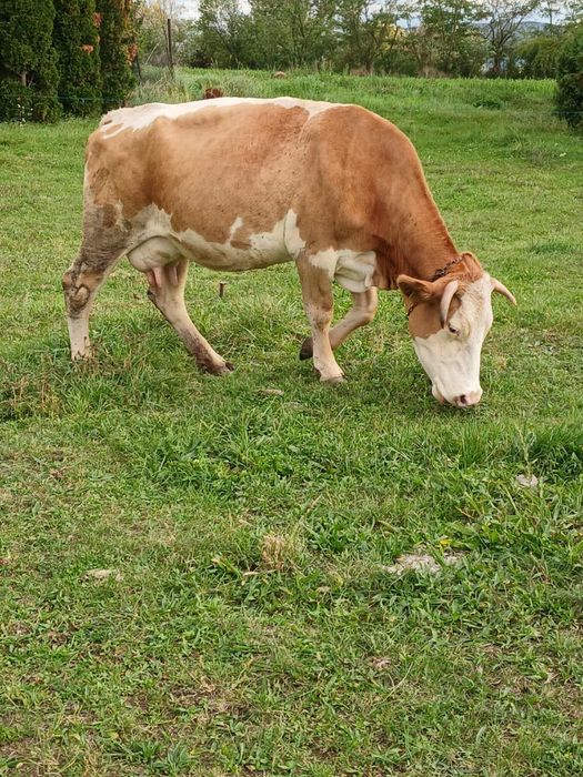 Vând o vaca fatata recent