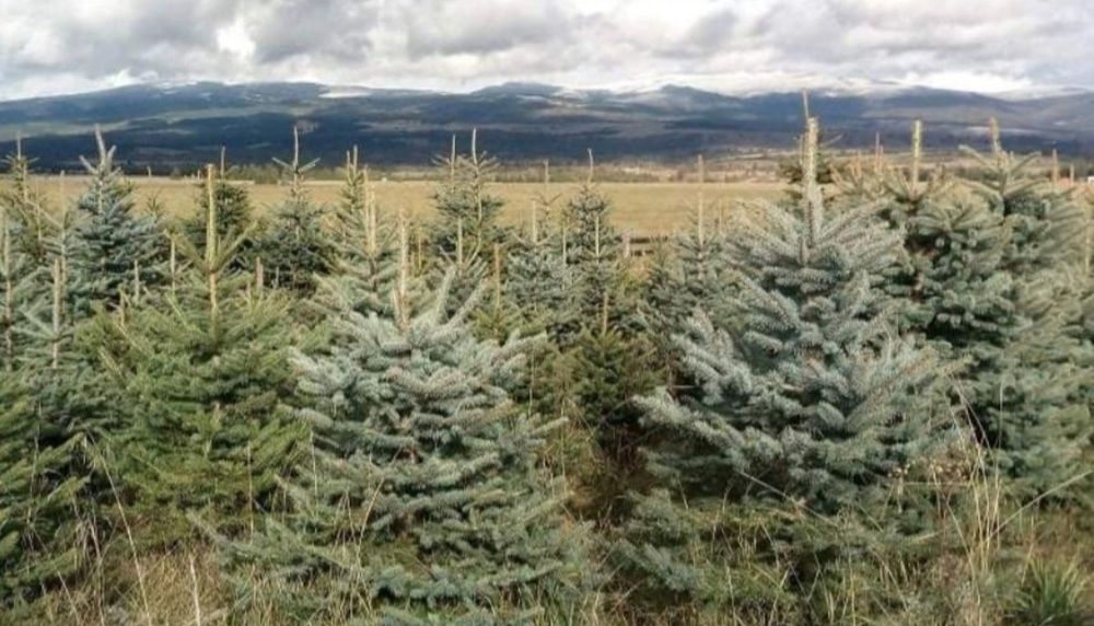 Brazi arginti sau verzi cu balot de pământ