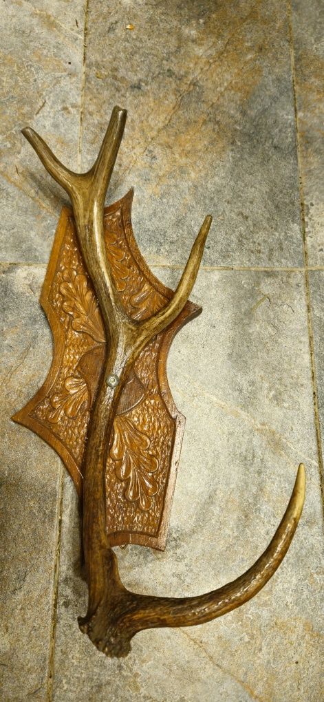 Vand trofee cerb carpatin,lopatar,bivol+coarne razlete. Vezi 8 poze