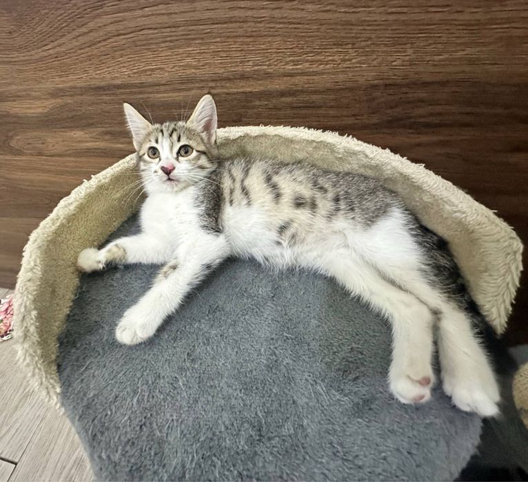 Пристраиваю котенка