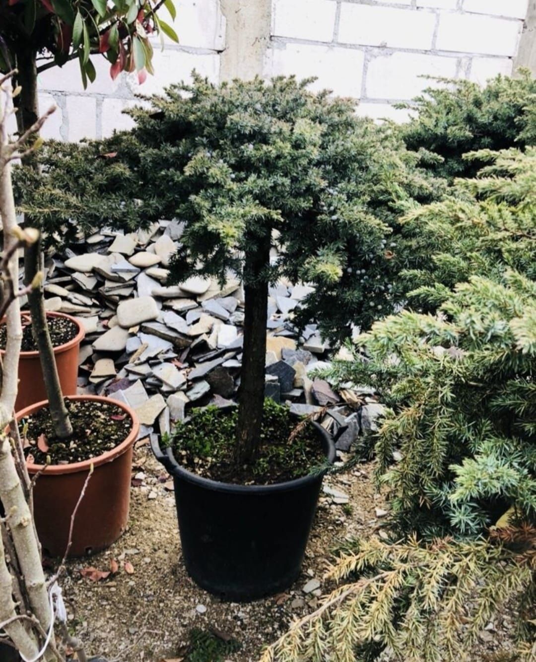 Cedru pendular, photinia plante decorative, Chiparos leylandii
