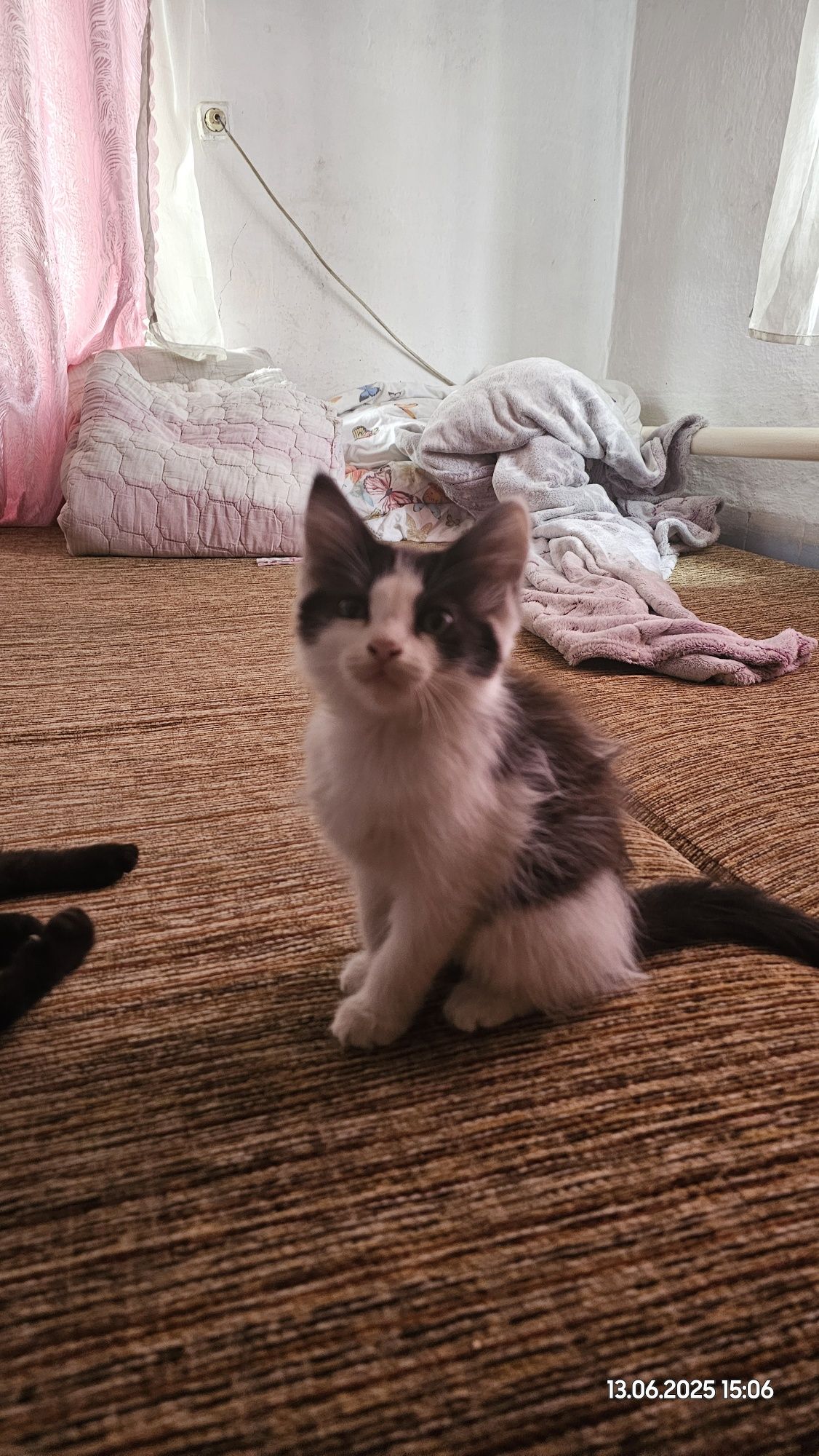 Котят 3 мес в добрые руки