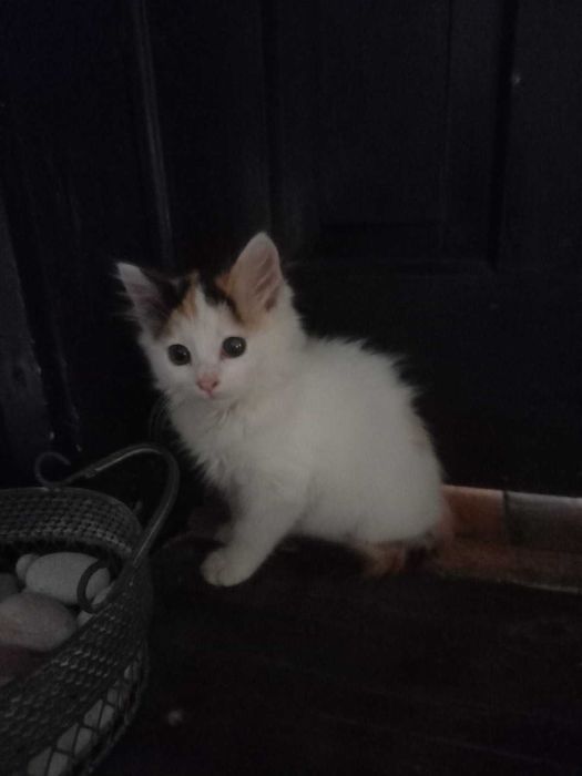 Подарявам 2 женски , домашни котета на 55 дни