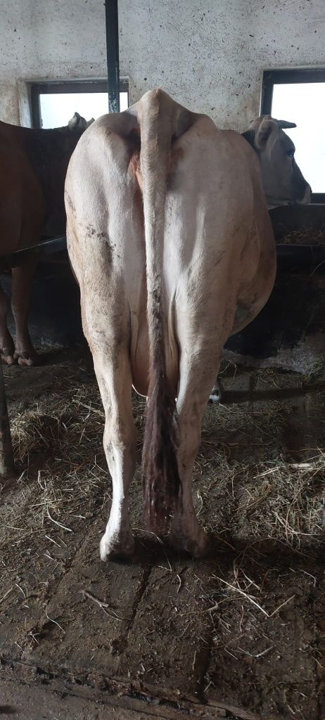 Vând vaca bruna de maramures