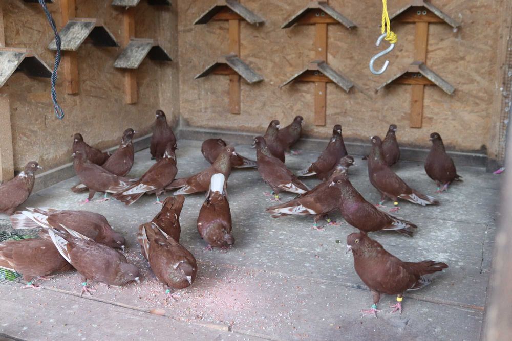 Porumbei  Zburători Roșii de Târgoviște