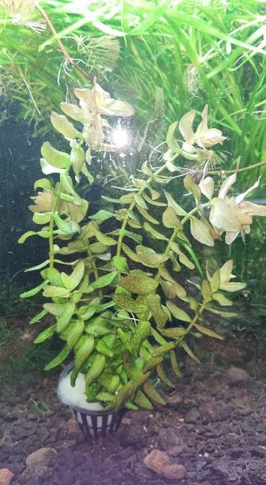 Аквариумни растения