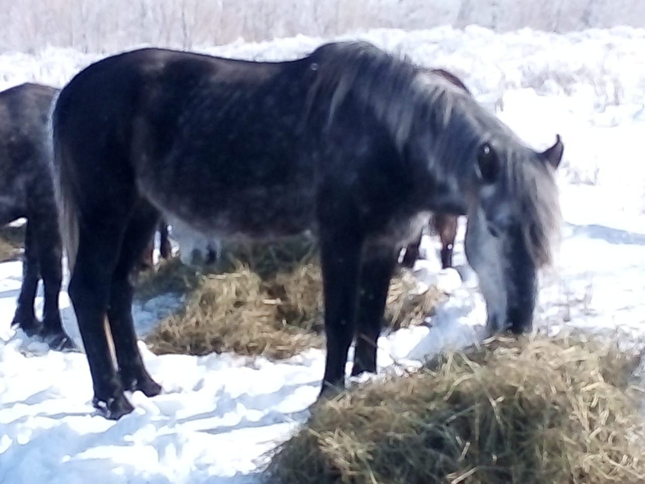 Продам дерзкий жеребец.