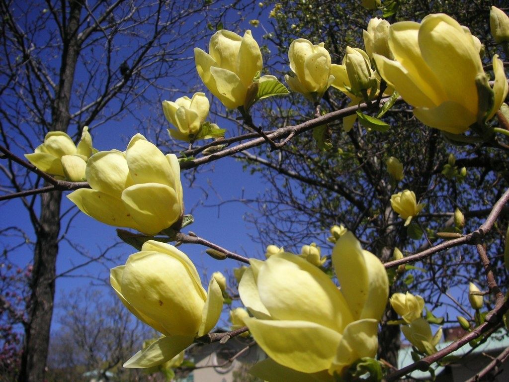 Magnolia Galbena Yellow Bird