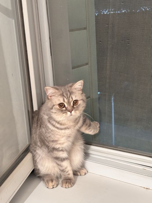 Скоттиш страйт мальчик