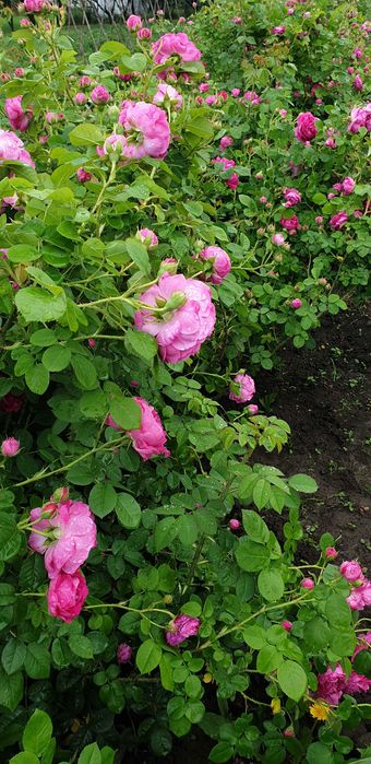 Butasi de trandafiri Rosa Damascena