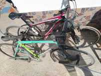 Cursiera bianchi
