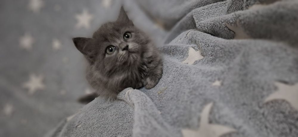 Британские котята хайленд и скоттиш