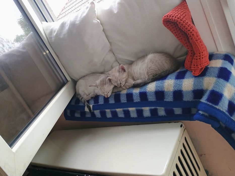 Animale de companie