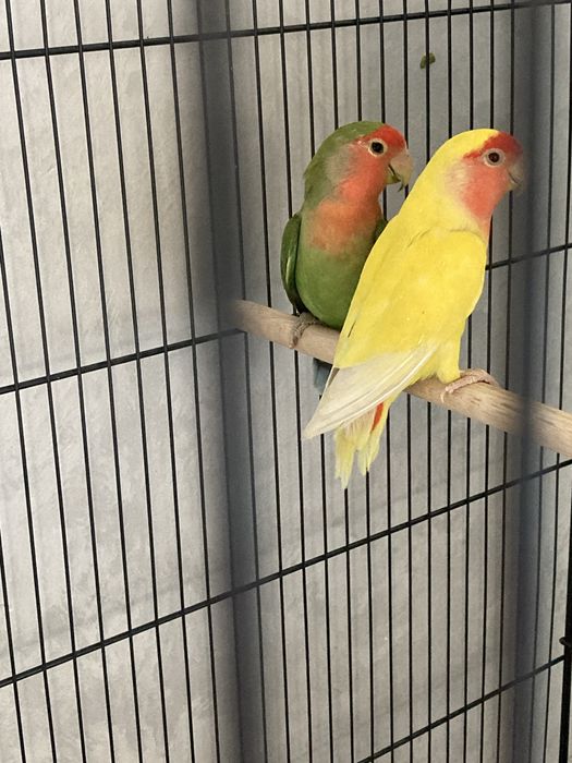 Попугаи неразлучники