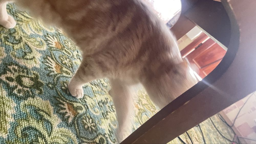 Продаю электроскутер ModernFox H4 -стиль,тишина и экономия в одном