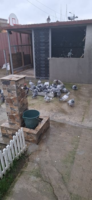 Porumbei voiajori cu rezultate