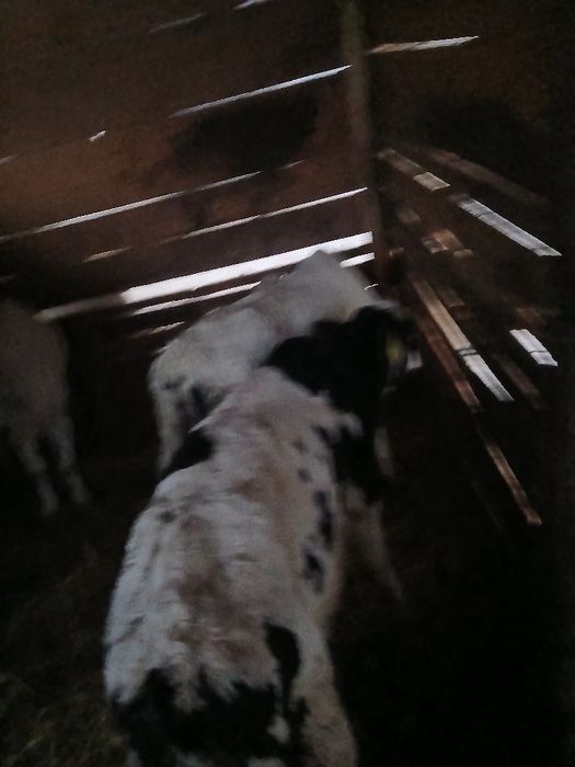 Vând 2tauras  de o luna jumate