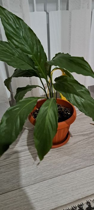 Продаются комнатные цветы спатифиллиум, женское счастье