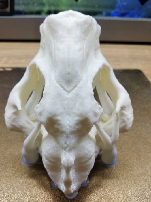 Череп саблезубова  тигра