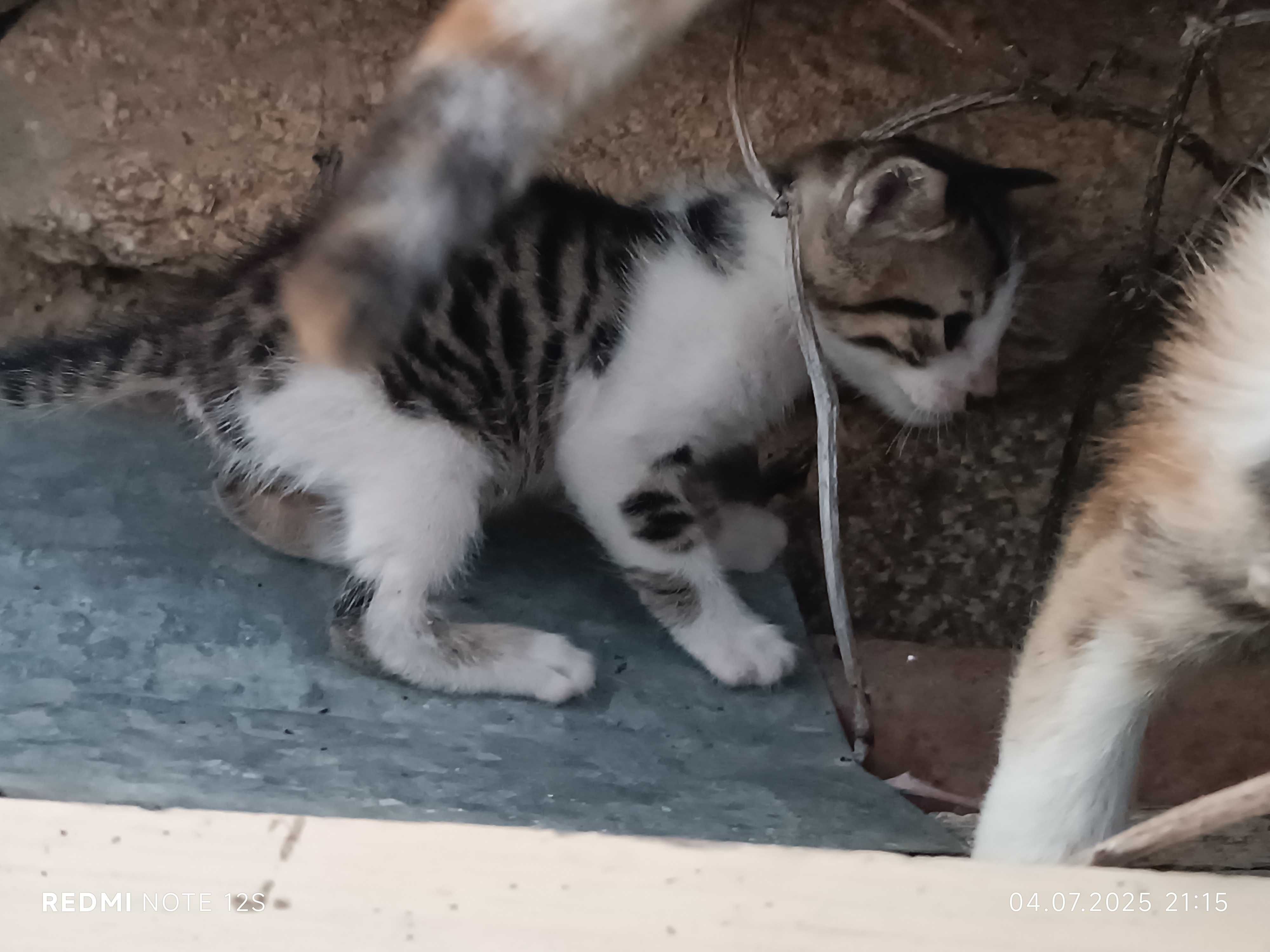 Подаряват се котета
