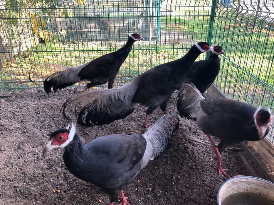 Vand fazan urecheat maro