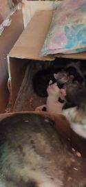 малки котенца мъжки и женски