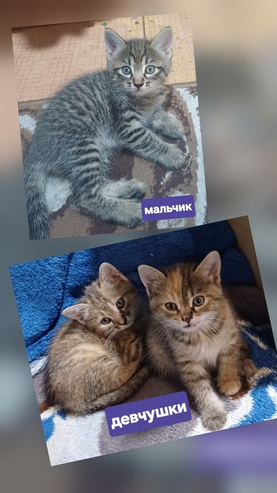 Озорные малыши ищут новую заботливую семью