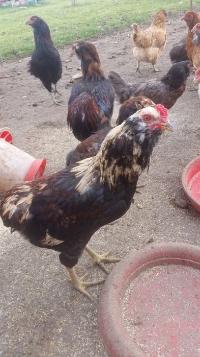 Vând familii de găini Araucana care produc oua verzi fără colesterol