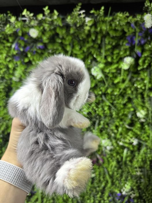 мини кролики декоративные